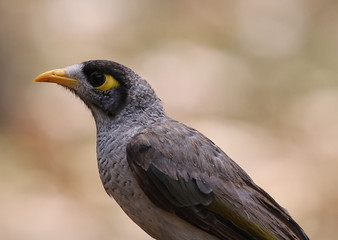 portrait of a bird