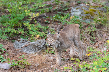 Close up of a Canadian Lynx looking and walking to the leftin a green wooded forest.