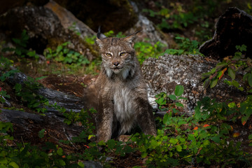 Canadian Lynx standing and looking ahead in a rocky green wooded forest.