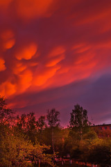 Mammatus clouds. Western Siberia