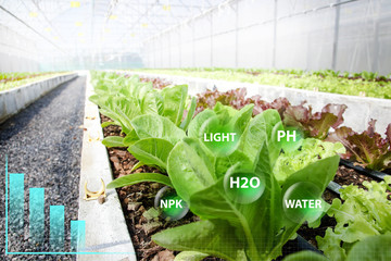 Organic vegetable farm using modern technology. With graphics stick showing growth and compound...
