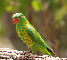 colorful parrot on a branch