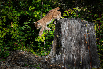 A Siberian Lynx kitten jumping off a stump in a lush green forest.