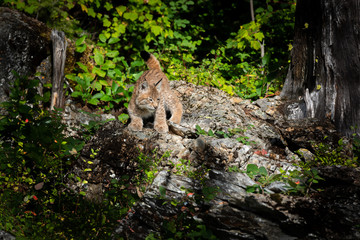 Siberian Lynx kitten walking along the rocks while looking right in the lush green forest.