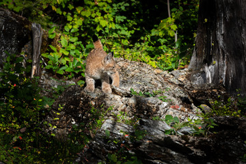Siberian Lynx baby kitten walking towards the camera and looking right while on rocks in the lush green forest.
