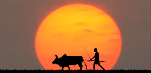 Fototapeta na wymiar silhouette man with a cow walks on blurry sunrise background