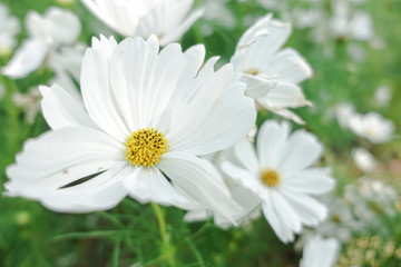 white cosmos with yellow pollen in garden