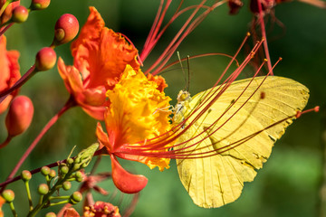 Yellow butterfly on Mexican Bird of Paradise