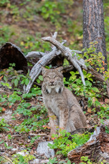 Canadian Lynx sitting in a green wooded forest.