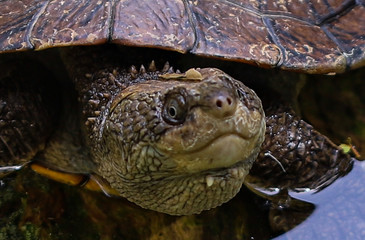 closeup of a turtle