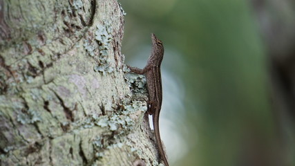 lizard on a tree