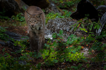 Close up of a Canadian Lynx walking and looking to the left in a green wooded forest.