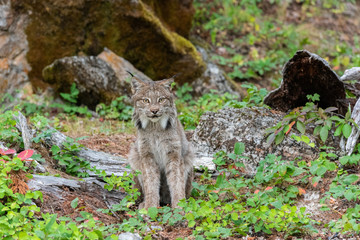 Canadian Lynx standing and looking at the camera in a green wooded forest.