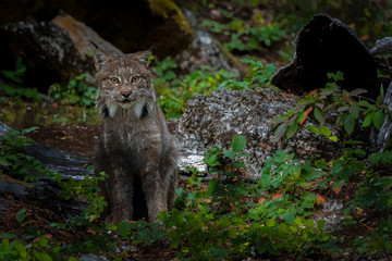 Close up of a Canadian Lynx standing and looking at the camera t in a green wooded forest.