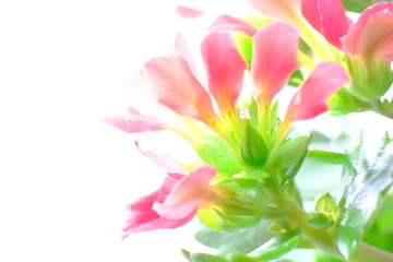 red kalanchoe flower in white background