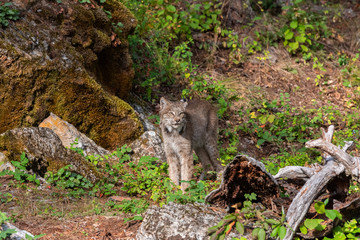 Close up of a Canadian Lynx standing in a green wooded forest.