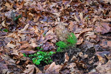 Replanting with native plants after invasive plant removal, Wilburton Hill Park, Bellevue, Washington State