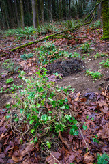 Replanting with native plants after invasive plant removal, Wilburton Hill Park, Bellevue, Washington State
