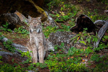 Canadian Lynx sitting in a lush green wooded forest.