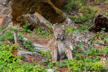 Canadian Lynx sitting in a lush green wooded forest.