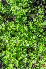 Obraz premium Parsley bushes close-up on a bed in the backyard.