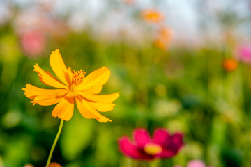 Cosmos flower, close up of the cosmos flower