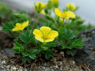 夏の北海道のメアカキンバイ