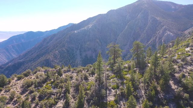 Aerial over pinyon pine trees along a ridge in the Eastern Sierra mountains near Lone PIne and the Owens Valley california.