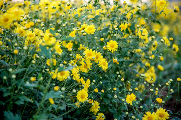 Yellow Chrysanthemum field,Beautiful yellow Chrysanthemum flower in field for background