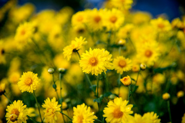 Yellow Chrysanthemum field,Beautiful yellow Chrysanthemum flower in field for background