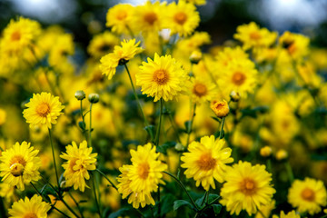 Yellow Chrysanthemum field,Beautiful yellow Chrysanthemum flower in field for background