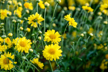 Yellow Chrysanthemum field,Beautiful yellow Chrysanthemum flower in field for background