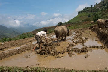 Ploughing rice terraces with buffalo and hand plough, Northern Vietnam