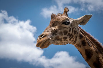 Rothschild giraffe