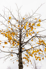 yellow leafy tree and sky