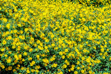 Tree Marigold,Beautiful Buatong / Mexican Sunflower Field  Mae Kam Head, Mae Chan District, Chiang Rai Province 17/11/2019