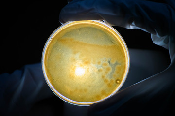 Siembra de bacterias en placas petri
