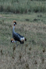 grey crowned crane