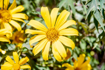 Tree Marigold,Beautiful Buatong / Mexican Sunflower Field  Mae Kam Head, Mae Chan District, Chiang Rai Province 17/11/2019