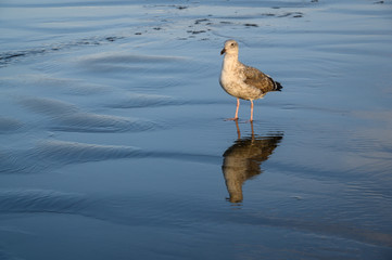 Gull standing in the water of a receding wave at the beach, Copalis Beach, Ocean Shores, Washington State