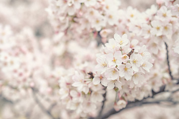 Someiyoshino (Somei-yoshino) Cherry Blossom at Senkoji Park in Onomichi City, Hiroshima, Japan.