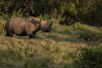 Black rhino in Lake Nakuru National Park, Kenya © Jennifer