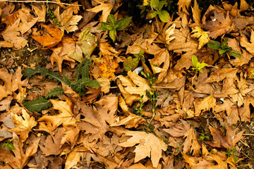 fallen yellow leaves