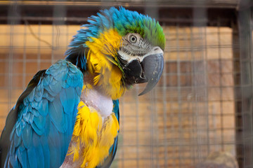 Portrait of the blue-yellow macaw parrot (Ara ararauna) in aviary.