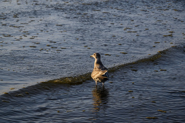 Gull standing in the water of an incoming wave at the beach, Copalis Beach, Ocean Shores, Washington State