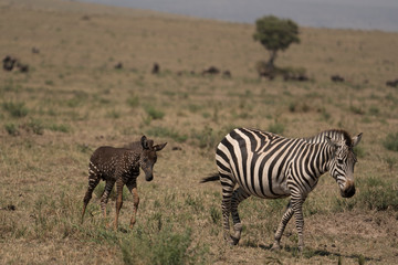 Tira the spotted baby zebra 
