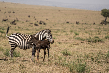 Fototapeta na wymiar Tira the spotted zebra with his mom