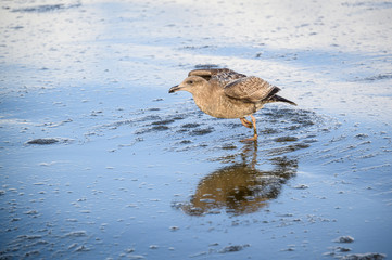 Gull starting to take flight from the water of a receding wave at the beach, Copalis Beach, Ocean Shores, Washington State