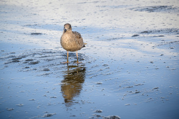 Gull standing in the water of a receding wave at the beach, Copalis Beach, Ocean Shores, Washington State