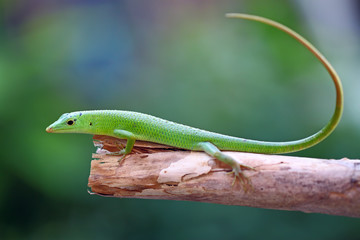 emerald tree skink lizard on the branch